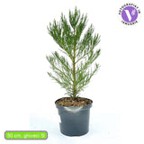 Arborele Mamut, Sequoia Gigant (Sequoiadendron Giganteum), conifer cu ace verde-albastrui, aspect metalic usor, arbore decorativ urias, vesnic verde, coroana piramidala