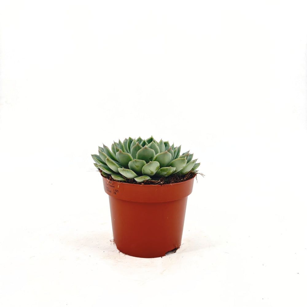 Сукулент (Echeveria) Sky Pearl, 15 см – декоративна розетка с перлено сребристи листа
