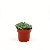 Сукулент (Echeveria) Sky Pearl, 15 см – декоративна розетка с перлено сребристи листа