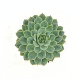 Сукулент (Echeveria) Sky Pearl, 15 см – декоративна розетка с перлено сребристи листа