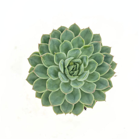 Сукулент (Echeveria) Sky Pearl, 15 см – декоративна розетка с перлено сребристи листа