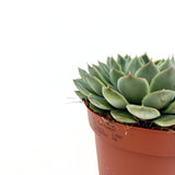 Сукулент (Echeveria) Sky Pearl, 15 см – декоративна розетка с перлено сребристи листа