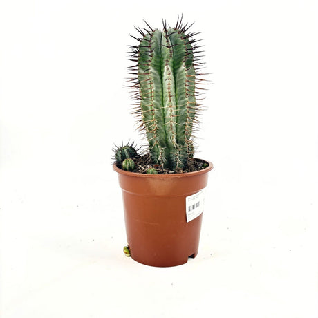 Euphorbia Horrida – екзотична стайна сукулентна растение с архитектурна форма, 40 см