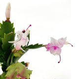 Коледен кактус Schlumbergera – декоративно стайно растение с бели цветове, 20–30 см