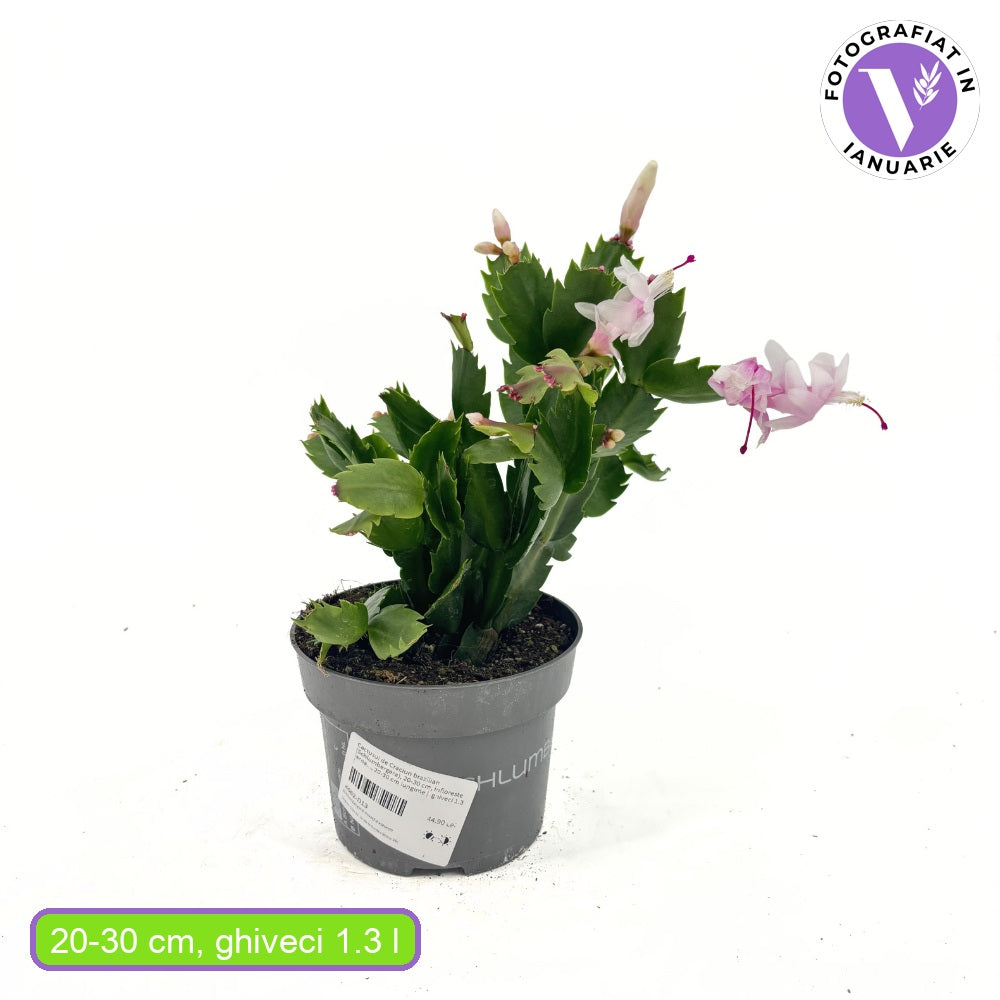Коледен кактус Schlumbergera – декоративно стайно растение с бели цветове, 20–30 см