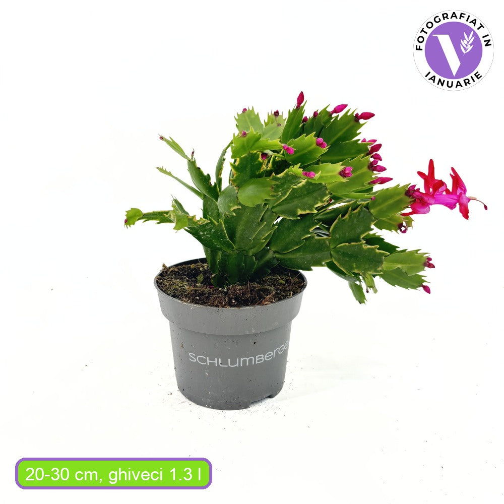 Коледен кактус (Schlumbergera) – декоративно стайно растение с розови цветя през зимата, 20–30 см