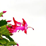 Коледен кактус (Schlumbergera) – декоративно стайно растение с розови цветя през зимата, 20–30 см