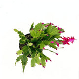 Коледен кактус (Schlumbergera) – декоративно стайно растение с розови цветя през зимата, 20–30 см