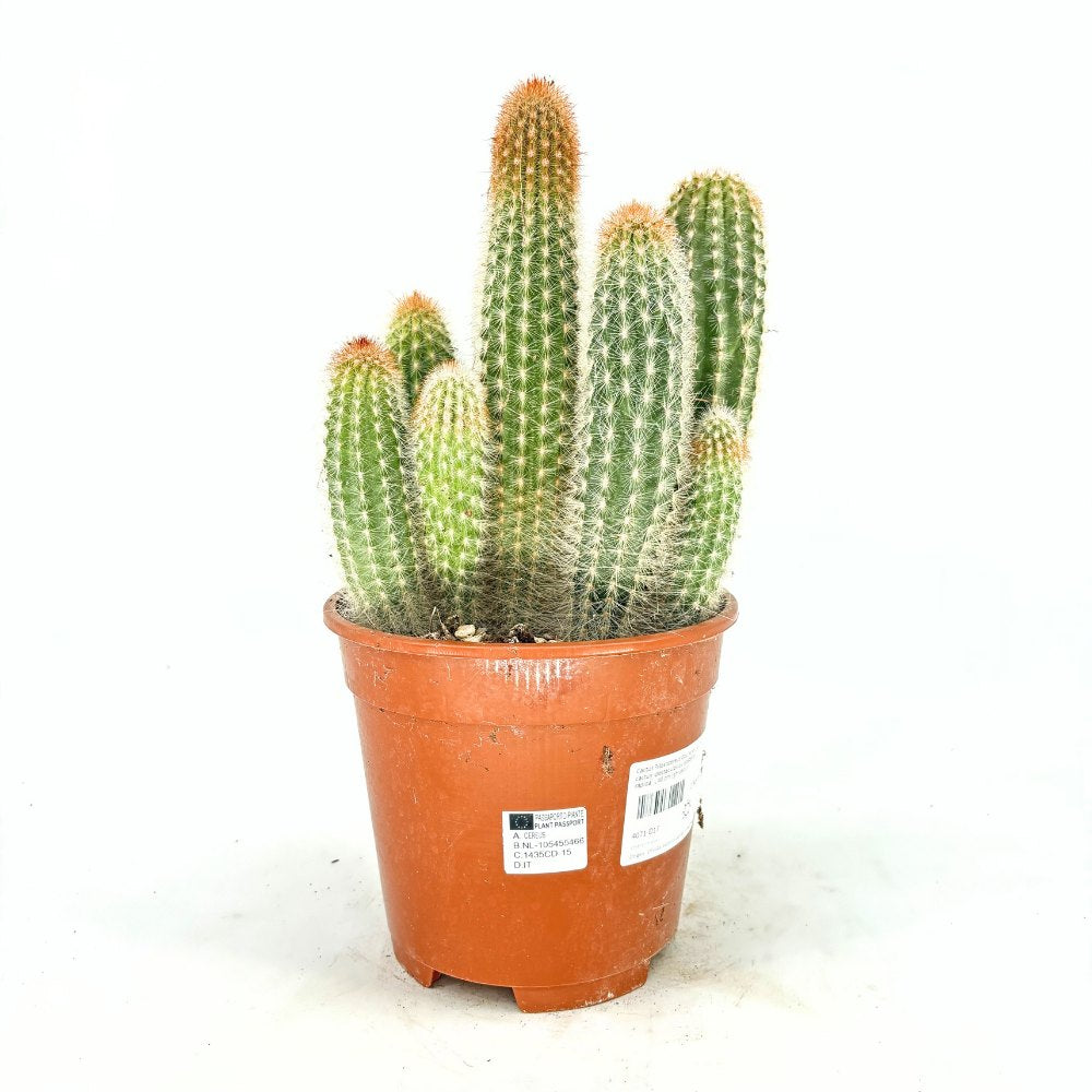 Кактус Pilosocereus Gounellei – син колонен кактус за интериор, 40 см