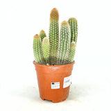 Кактус Pilosocereus Gounellei – син колонен кактус за интериор, 40 см
