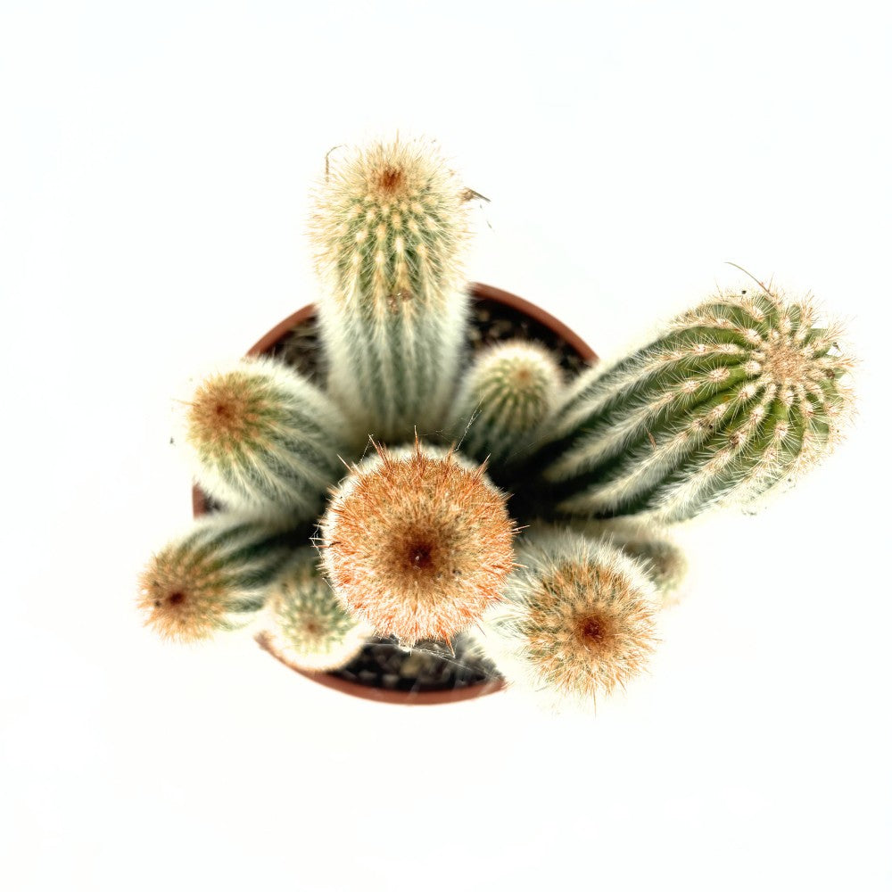 Кактус Pilosocereus Gounellei – син колонен кактус за интериор, 40 см