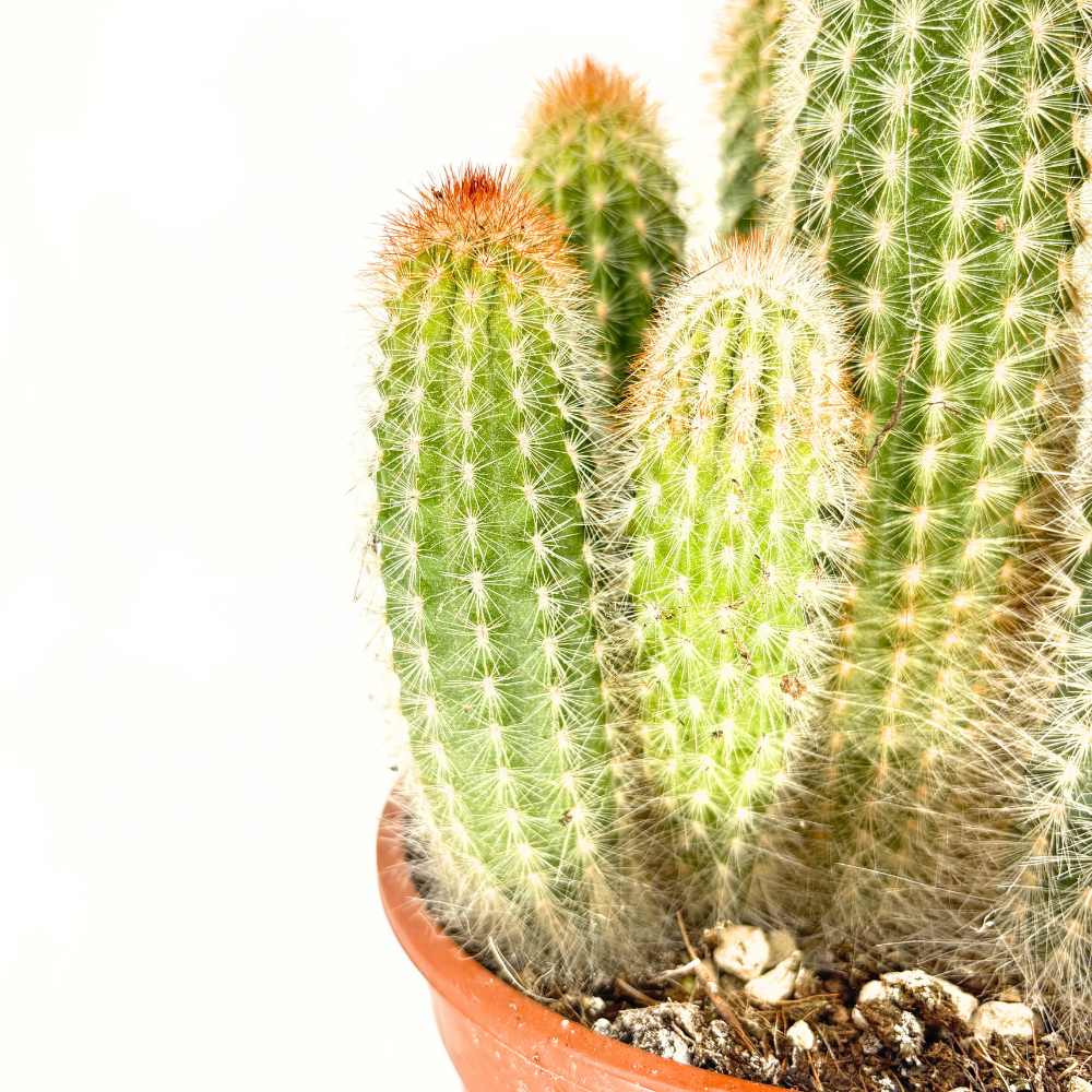 Кактус Pilosocereus Gounellei – син колонен кактус за интериор, 40 см