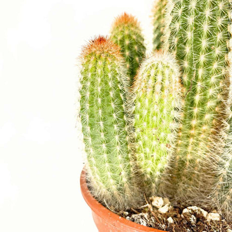 Кактус Pilosocereus Gounellei – син колонен кактус за интериор, 40 см