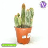 Кактус Pilosocereus Gounellei – син колонен кактус за интериор, 40 см