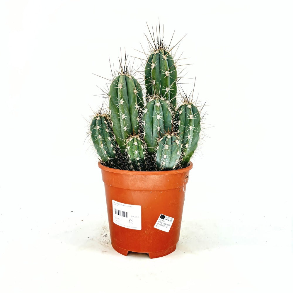 Кактус Cereus peruvianus 'Florida' – компактен колонен кактус за интериор, 40 см