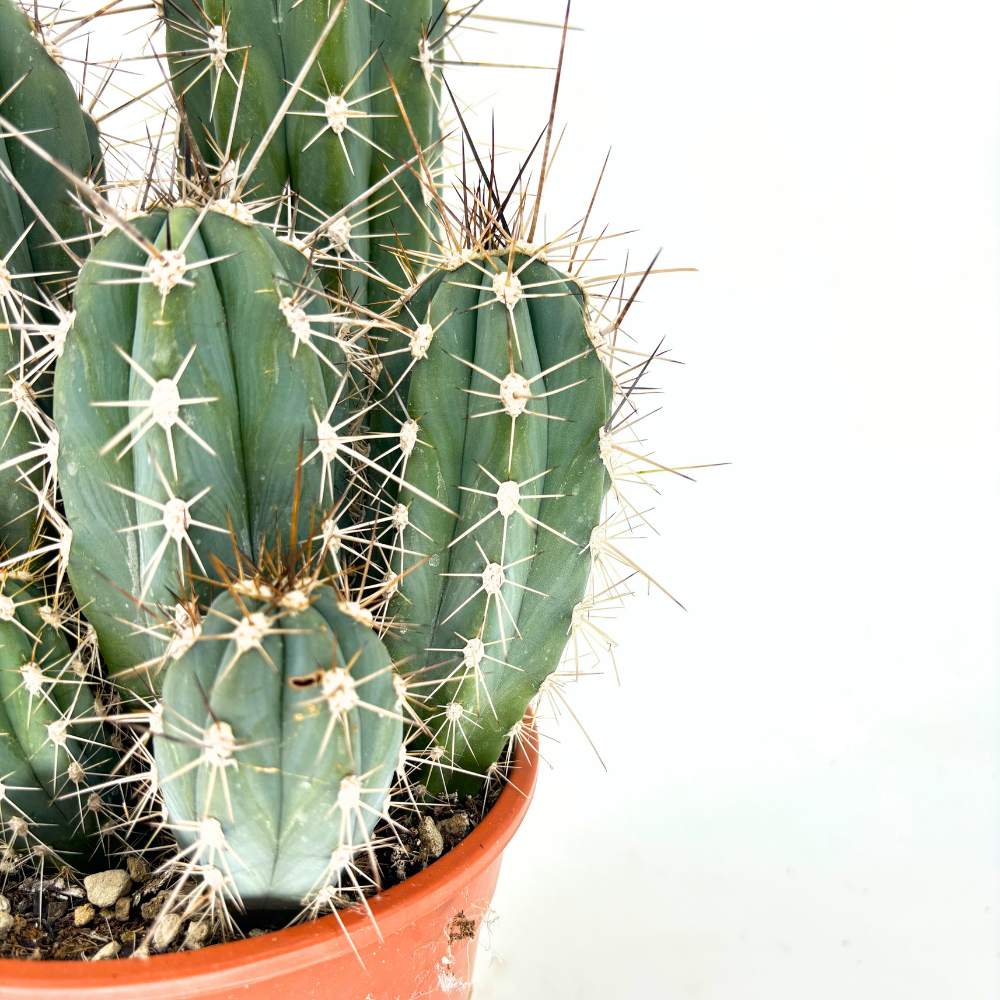 Кактус Cereus peruvianus 'Florida' – компактен колонен кактус за интериор, 40 см