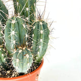Кактус Cereus peruvianus 'Florida' – компактен колонен кактус за интериор, 40 см