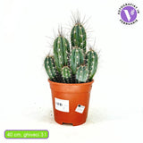 Кактус Cereus peruvianus 'Florida' – компактен колонен кактус за интериор, 40 см