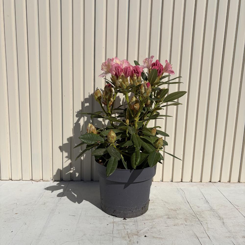 Азалия японска (Rhododendron) Percy Wiseman – компактен храст с променливи розово-сьомгови цветове, вечнозелен за кисела почва и полусянка