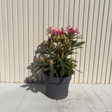 Азалия японска (Rhododendron) Percy Wiseman – компактен храст с променливи розово-сьомгови цветове, вечнозелен за кисела почва и полусянка
