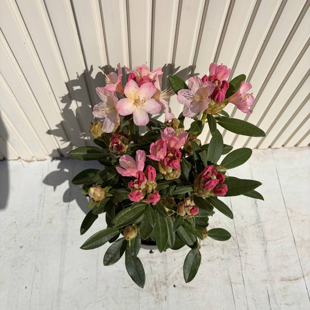 Азалия японска (Rhododendron) Percy Wiseman – компактен храст с променливи розово-сьомгови цветове, вечнозелен за кисела почва и полусянка