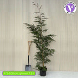 Кипарис Leylandii, бързорастящ вечнозелен жив плет, изключително устойчив иглолистен
