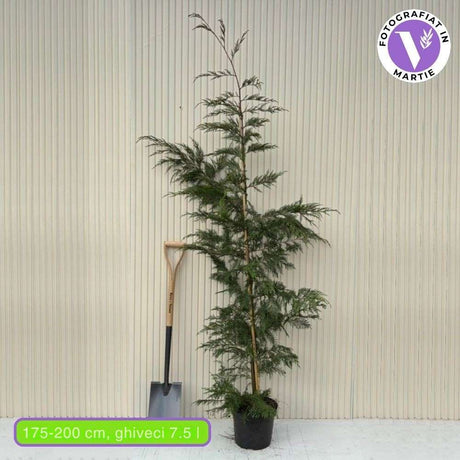 Кипарис Leylandii, бързорастящ вечнозелен жив плет, изключително устойчив иглолистен