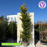 Кипарис Leylandii Gold Rider, златист декоративен иглолистен, бърз растеж, устойчив жив плет