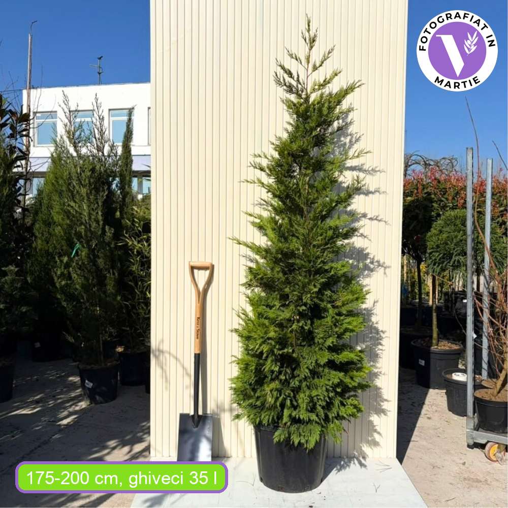 Кипарис Leylandii Gold Rider, златист декоративен иглолистен, бърз растеж, устойчив жив плет