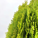 Tuia pitica auriu Aurea Nana (Arborele Vietii), tuia galbena- auriu, decorativ gradina