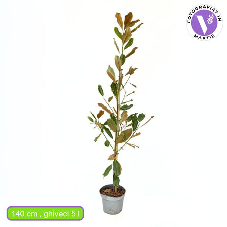 Магнолия Grandiflora 'Purpan' – вечнозелено дърво с едри ароматни бели цветове