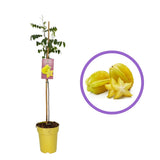 Карамбола (Averrhoa carambola) в саксия – екзотични жълти плодове със сладко-кисел цитрусов аромат