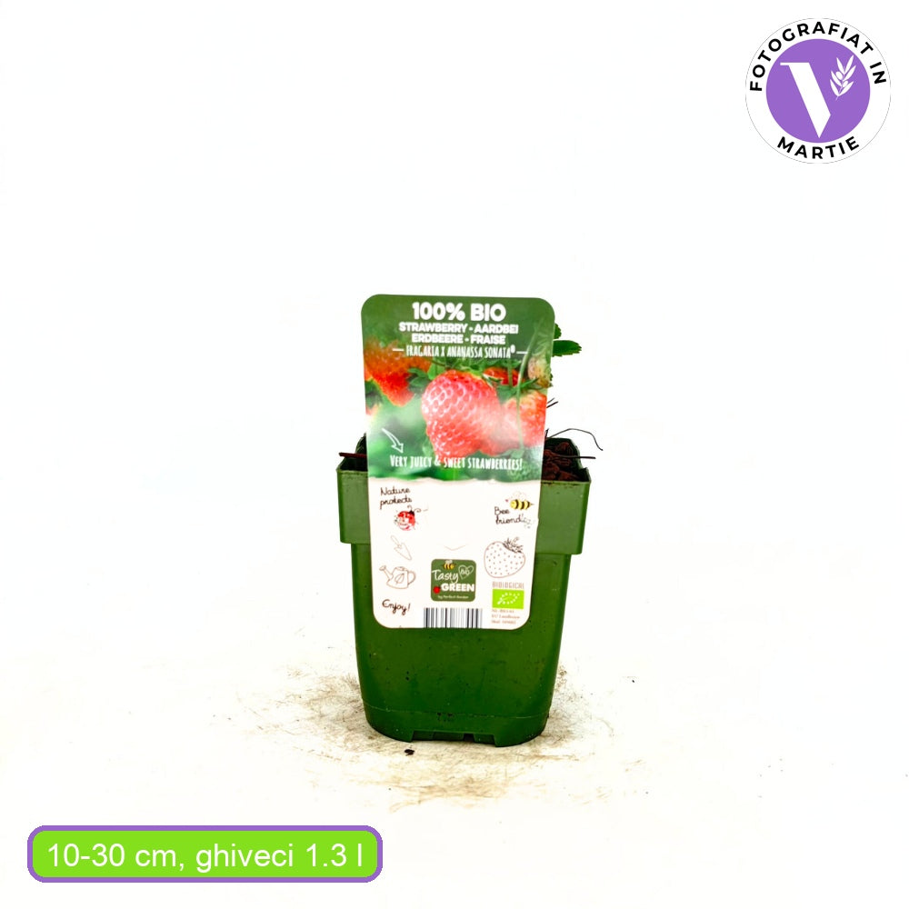 Ягода Sonata (Fragaria), продуктивен сорт с едри сладки плодове за градина и ефектни розови цветове, 1-ва година плододаване