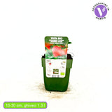 Ягода Sonata (Fragaria), продуктивен сорт с едри сладки плодове за градина и ефектни розови цветове, 1-ва година плододаване