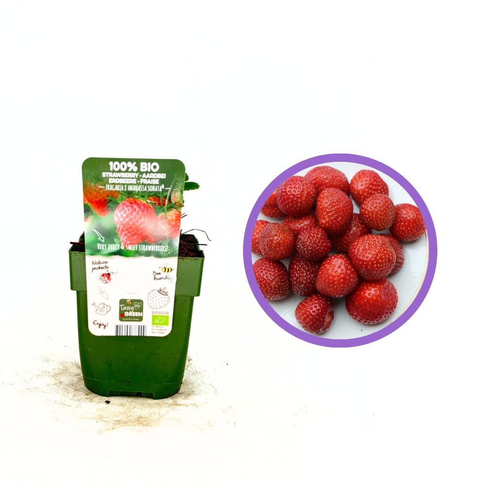 Ягода Sonata (Fragaria), продуктивен сорт с едри сладки плодове за градина и ефектни розови цветове, 1-ва година плододаване