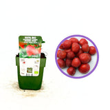 Ягода Sonata (Fragaria), продуктивен сорт с едри сладки плодове за градина и ефектни розови цветове, 1-ва година плододаване