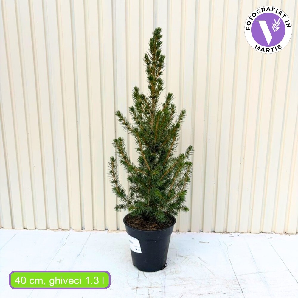Смърч джудже (Picea glauca) 'Conica Perfecta' – перфектна конична форма