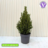 Смърч джудже (Picea glauca) 'Conica Perfecta' – перфектна конична форма