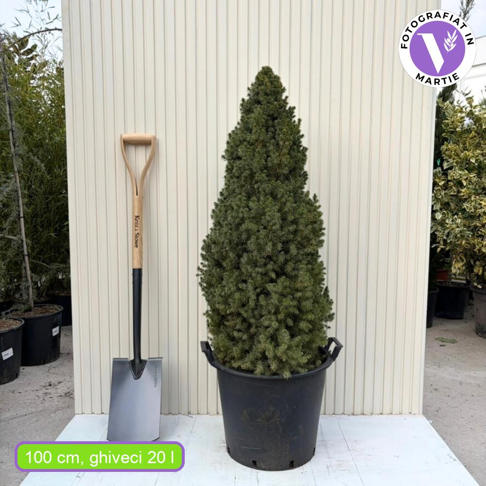Смърч джудже (Picea glauca) 'Conica Perfecta' – перфектна конична форма