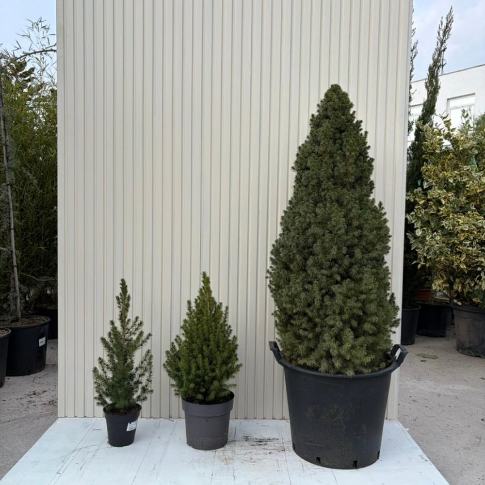 Смърч джудже (Picea glauca) 'Conica Perfecta' – перфектна конична форма