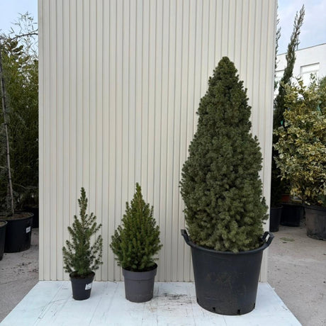 Смърч джудже (Picea glauca) 'Conica Perfecta' – перфектна конична форма