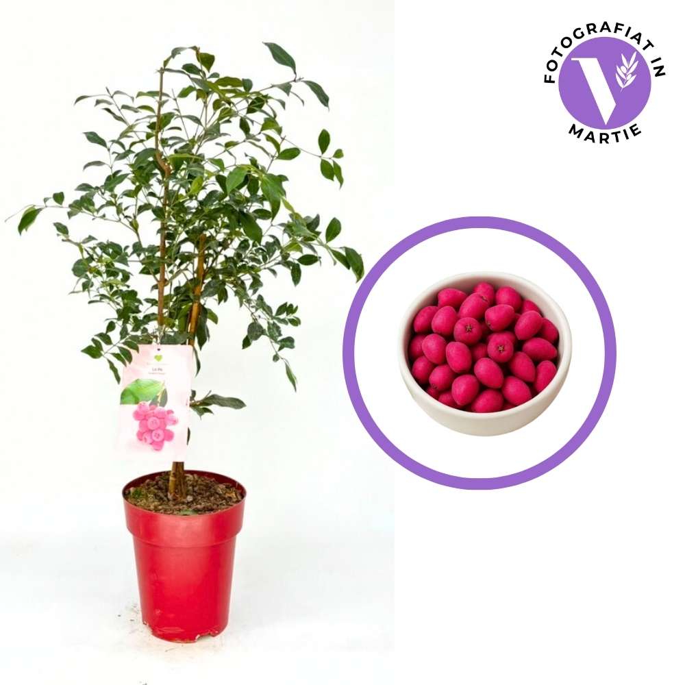 Red Lili Pili (Syzygium oleosum) – вечнозелен храст с декоративни червени листа и ядливи плодове