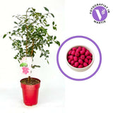 Red Lili Pili (Syzygium oleosum) – вечнозелен храст с декоративни червени листа и ядливи плодове