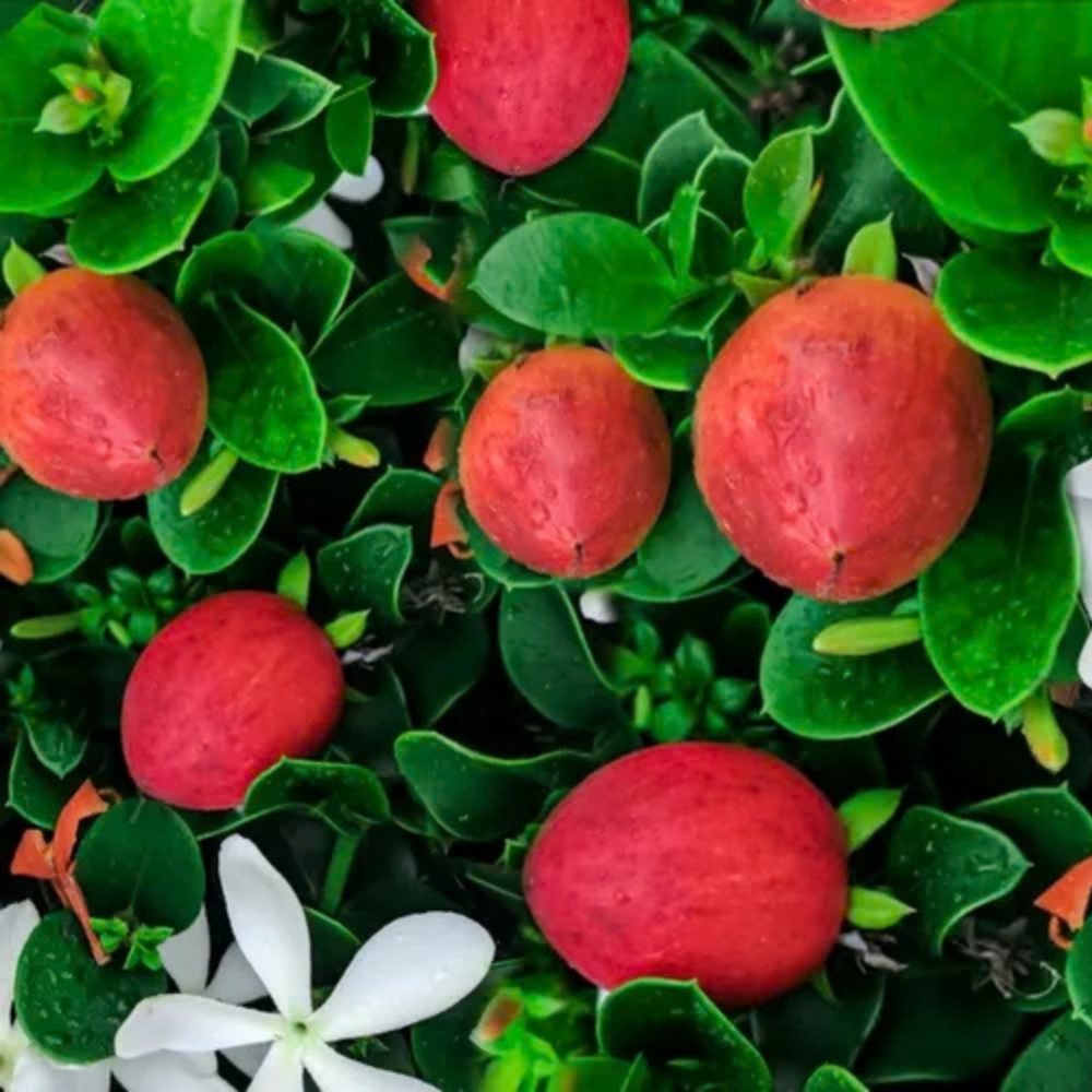 Карисa grandiflora – екзотичен вечнозелен храст с ароматни цветя и червени плодове