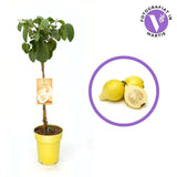 Лимонова гуава (Psidium guajava), в саксия, екзотично растение с сладко-кисели тропически плодове с наситен аромат