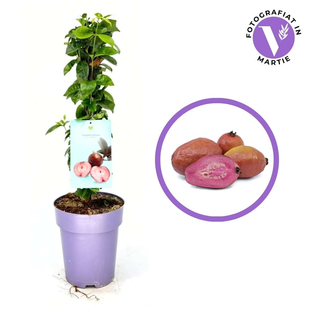 Гуаябито пурпуреа (Psidium eugeniaefolia), в саксия, екзотично растение с ароматни червени сладко-кисели плодове и розова ядлива месеста част