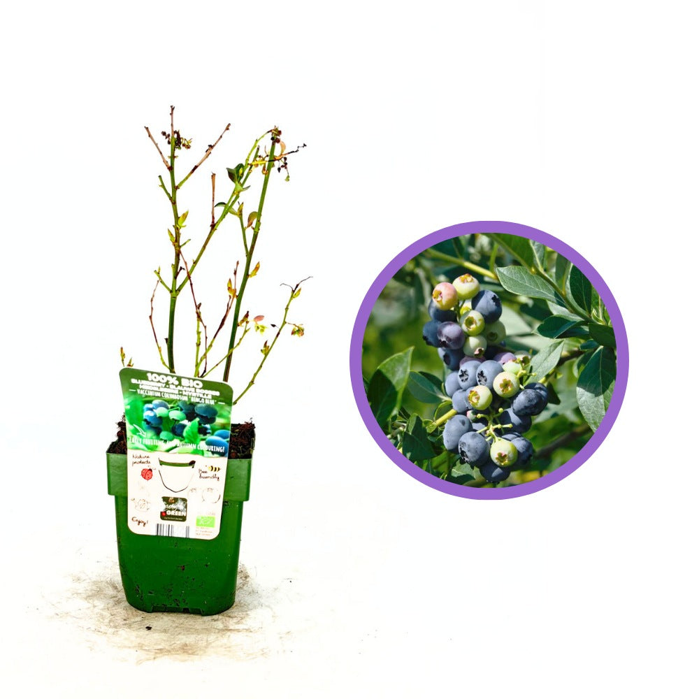 Боровинка Bingo Blue (Vaccinium corymbosum), компактен американски сорт със сладки сини плодове, подходяща за градина и саксия