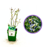 Боровинка Bingo Blue (Vaccinium corymbosum), компактен американски сорт със сладки сини плодове, подходяща за градина и саксия