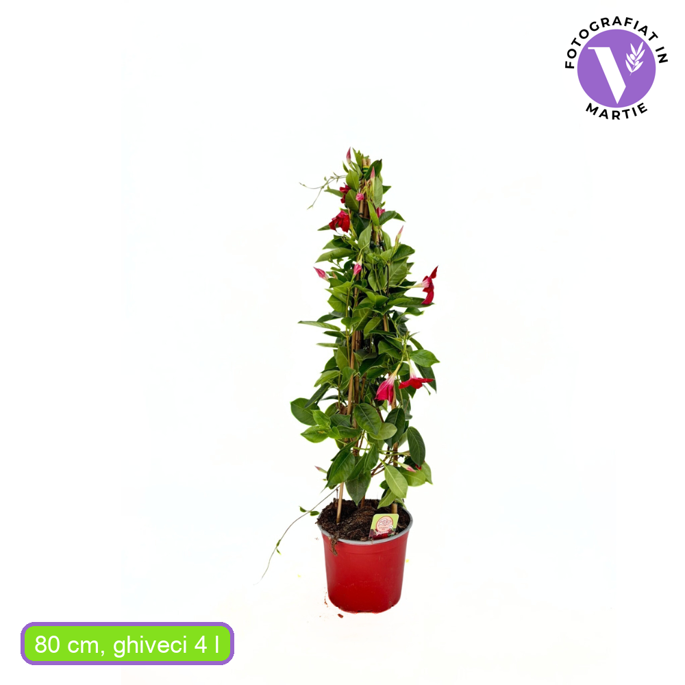 Мандевила Rio Grande Red – тропическо катерливо растение с червени цветове за саксия и тераса