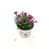 Карамфил (Dianthus) 'Picture Perfect' – ароматно многогодишно с двуцветни розови цветове